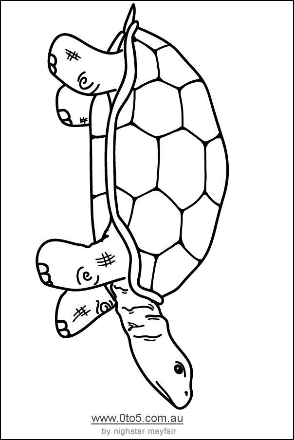 0to5 template tortoise