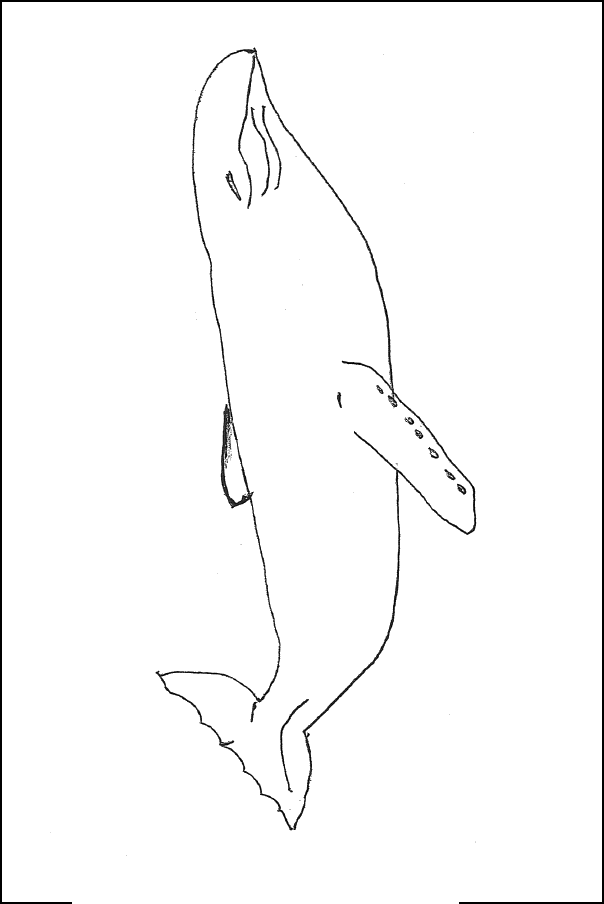 whale printable template
