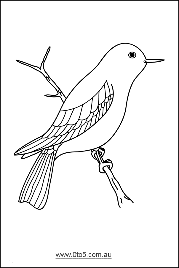 bird