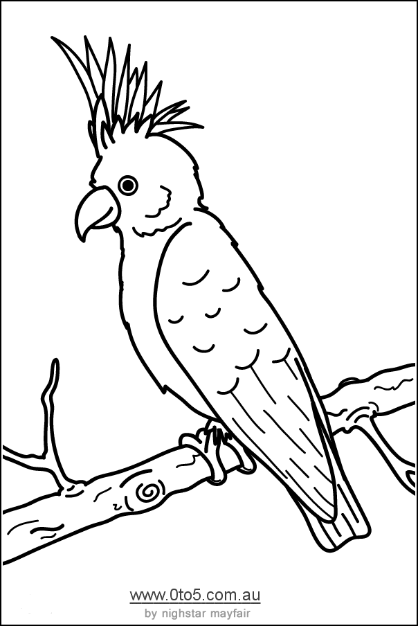 cockatoo