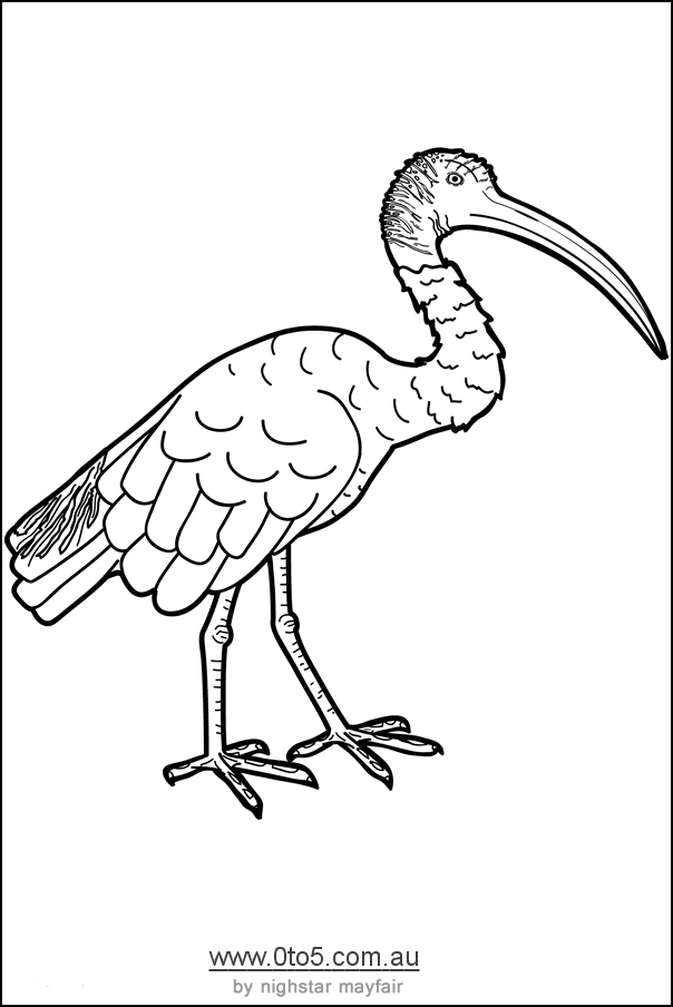 ibis