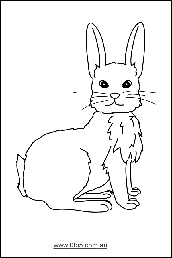 Rabbit