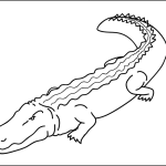 Crocodile thumbnail