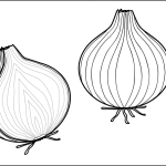 Onion – Whole and Cut in Half thumbnail