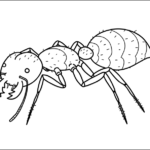 Ant thumbnail