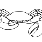 Crab Template thumbnail