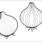 Onion – Whole and Cut in Half thumbnail