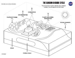 Carbon cycle template