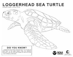 Sea turtle template thumbnail
